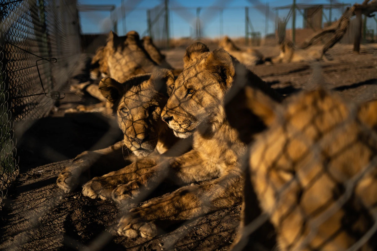 South Africa plans to end controversial captive lion industry