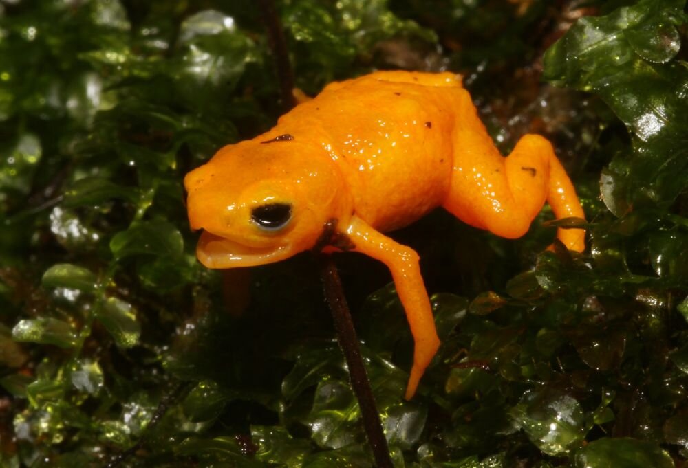 New pumpkin toadlet species found—and it secretly glows in the dark